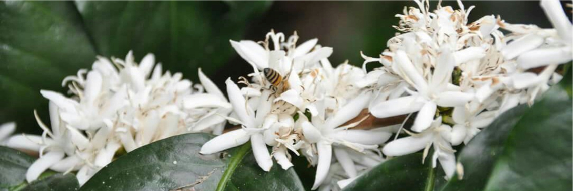 fiori della pianta del caffè